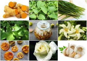 Cách Trị Ho Cho Trẻ Từ Bài Thuốc Dân Gian - TRƯỜNG MẦM NON VOI CON