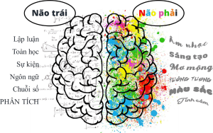 Phát Triển Não Phải - Điều Phụ Huynh Hay Quên Làm Giảm 50% Năng Lực Của Trẻ - TRƯỜNG MẦM NON VOI CON