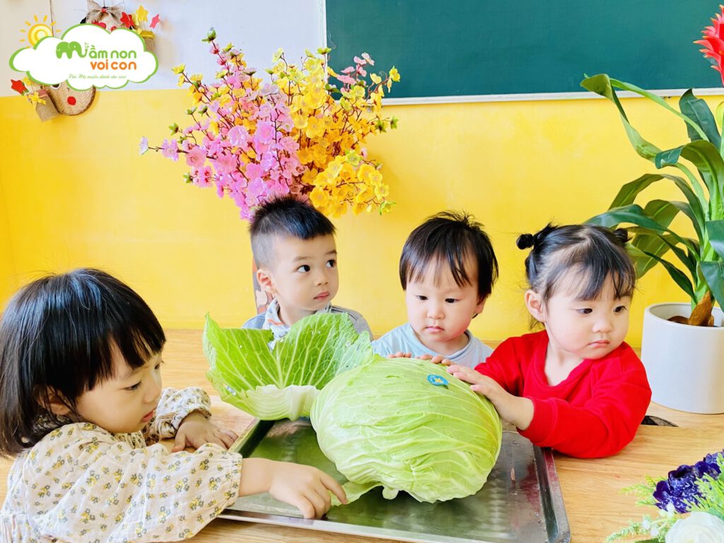 HOẠT ĐỘNG NHẬN BIẾT CÂY BẮP CẢI - TRƯỜNG MẦM NON VOI CON