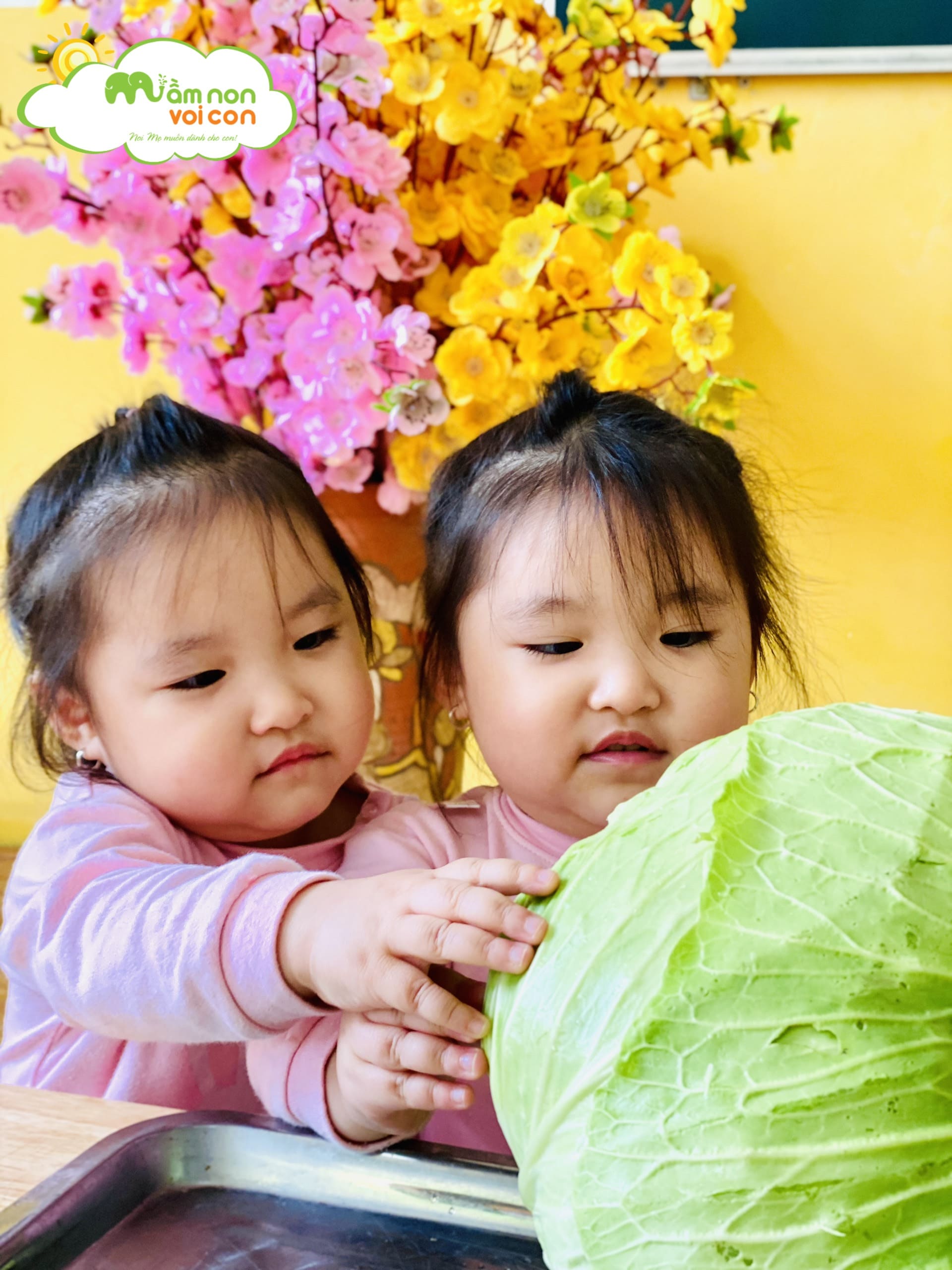 HOẠT ĐỘNG NHẬN BIẾT CÂY BẮP CẢI - TRƯỜNG MẦM NON VOI CON