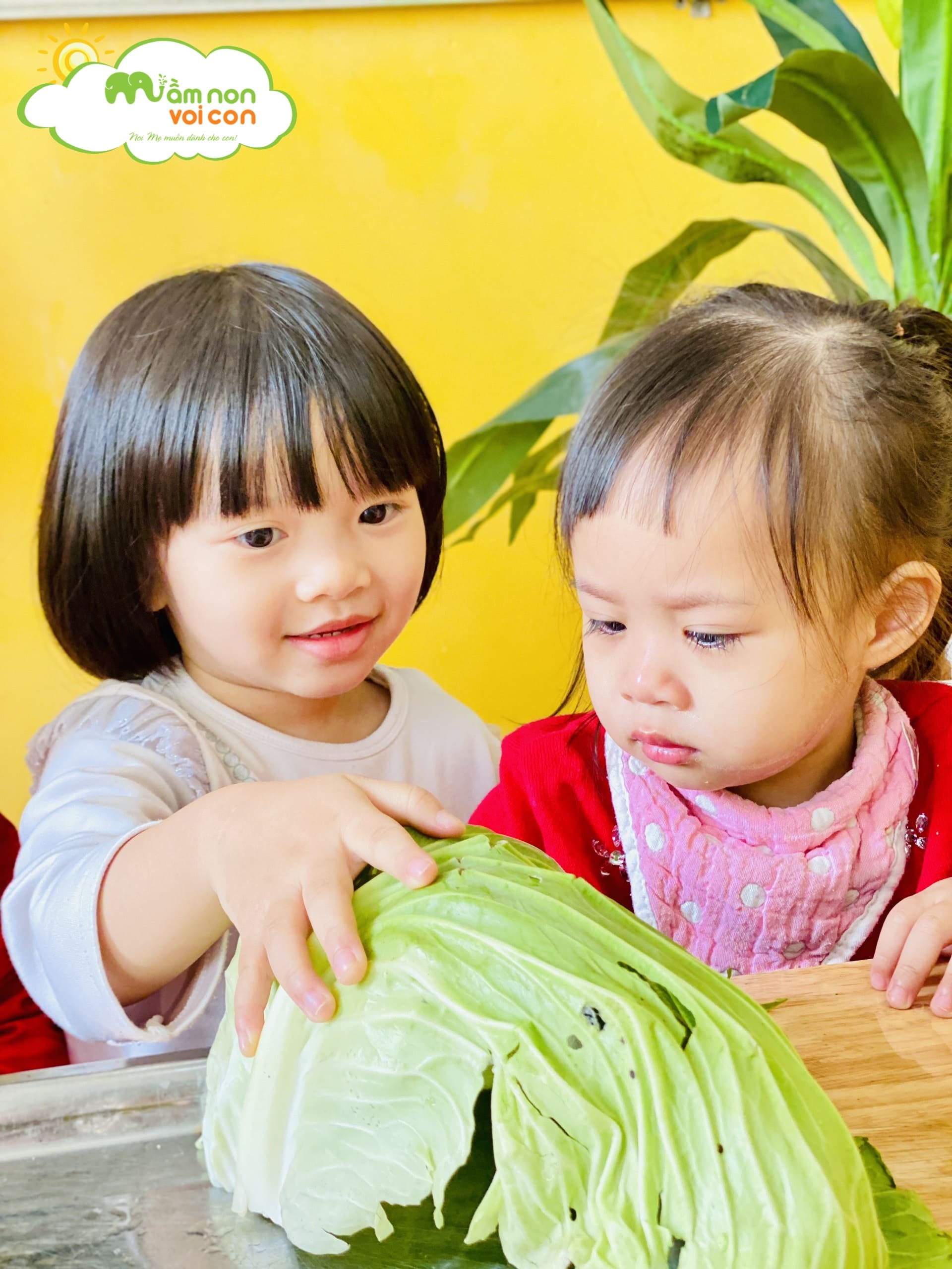 HOẠT ĐỘNG NHẬN BIẾT CÂY BẮP CẢI - TRƯỜNG MẦM NON VOI CON