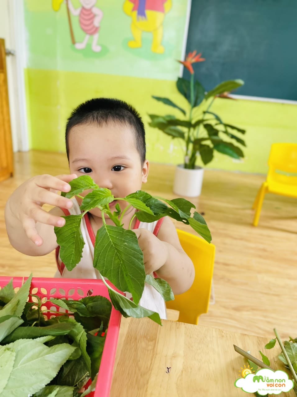 TÌM HIỂU MỘT SỐ LOẠI RAU CỦ MÙA HÈ - TRƯỜNG MẦM NON VOI CON