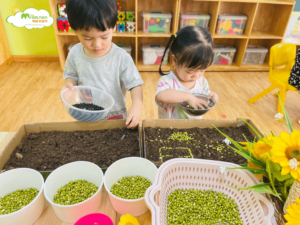 KHÁM PHÁ: SỰ NẢY MẦM CỦA GIÁ ĐỖ - TRƯỜNG MẦM NON VOI CON