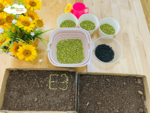 KHÁM PHÁ: SỰ NẢY MẦM CỦA GIÁ ĐỖ - TRƯỜNG MẦM NON VOI CON