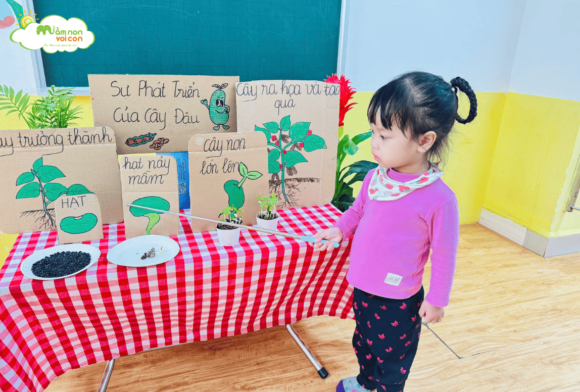 KHÁM PHÁ: SỰ PHÁT TRIỂN CỦA CÂY ĐẬU - LỚP E4 - TRƯỜNG MẦM NON VOI CON