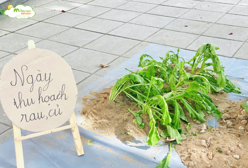 MỘT NGÀY LÀM BÁC NÔNG DÂN THU HOẠCH NÔNG SẢN - TRƯỜNG MẦM NON VOI CON